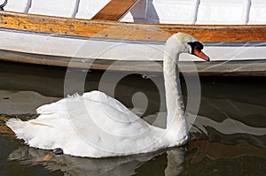 Mute swan on River Avon.