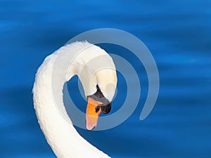 Mute Swan on the River at Chard Somerset