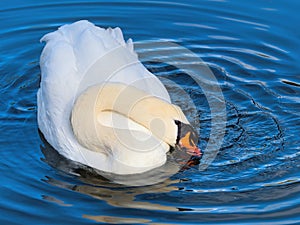 Mute Swan on the River at Chard Somerset