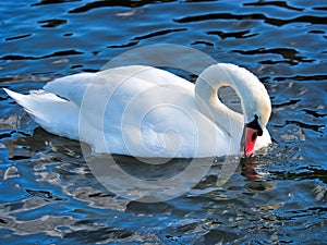 Mute Swan on the River at Chard Somerset