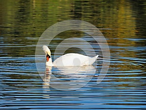 Mute Swan on the River at Chard Somerset