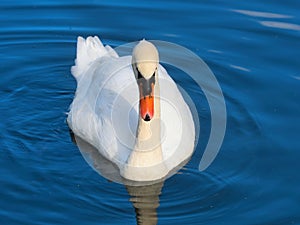 Mute Swan on the River at Chard Somerset