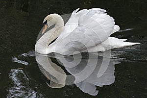 A mute swan on the River Itchen