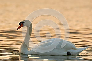 Mute Swan in the river at sunrise.