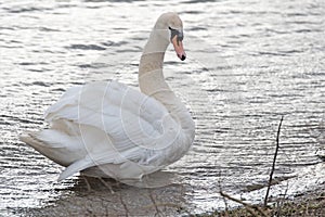 Mute Swan, at RSPB OLD Moor, Barnsley, February, 2020