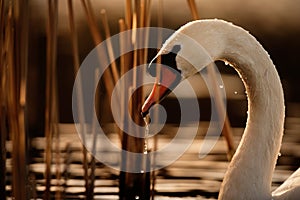 Mute Swan in Rushes at Sunrise