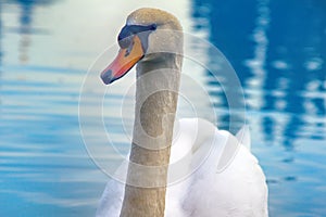 Mute Swan said most beautiful Regal bird