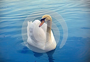 Mute swan said most beautiful regal bird