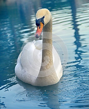 Mute swan said most beautiful regal bird