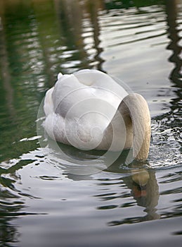 Mute Swan said most beautiful Regal bird