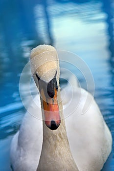 Mute Swan said most beautiful Regal bird