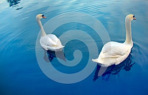 Mute swan said most beautiful regal bird