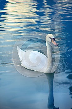Mute swan said most beautiful regal bird photo