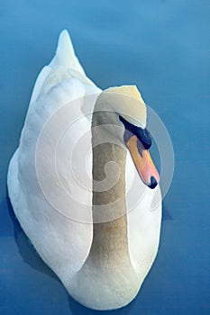 Mute Swan said most beautiful Regal bird