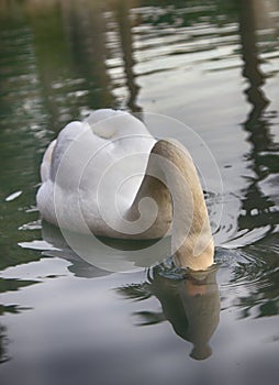 Mute Swan said most beautiful Regal bird