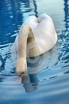 Mute Swan said most beautiful Regal bird