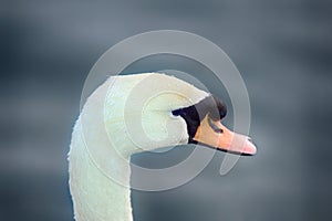 Mute Swan said most beautiful Regal bird