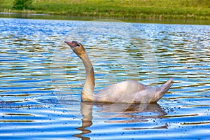 Mute Swan said most beautiful Regal bird photo