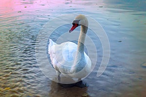 Mute Swan said most beautiful Regal bird