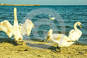 Mute swan on a sand beach closeup, wild bird