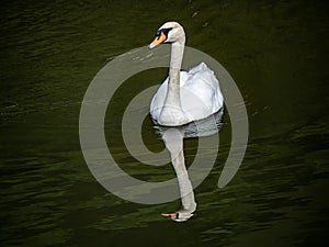 Mute swan in Saza river Nagasaki Japan 3