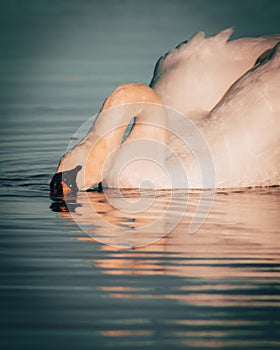 Mute swan in Scotland