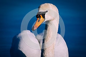 Mute swan from Scotland