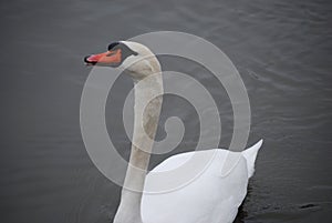A Mute Swan Swims On A Lake
