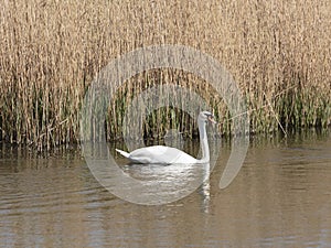 A Mute swan seen from from Headley Hide