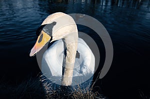 Mute swan on the shore. Interested look of the water bird. Bird from Brandenburg