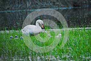 The mute swan - Slovakia