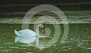 The mute swan - Slovakia