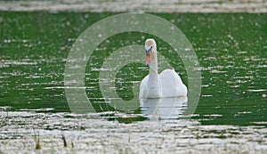 The mute swan - Slovakia