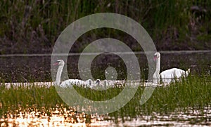 The mute swan - Slovakia