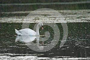 The mute swan - Slovakia