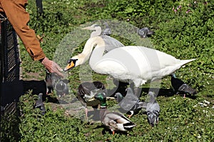 Mute swan with small ducks eats from hand some special sweet in Hyde park, London, United kingdom. Cygnus olor collected with her
