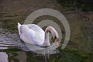 Mute Swan On A Small Stream