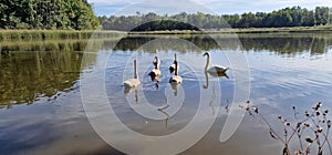 The mute swan is a species of swan and a member of the waterfowl family Anatidae