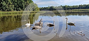 The mute swan is a species of swan and a member of the waterfowl family Anatidae