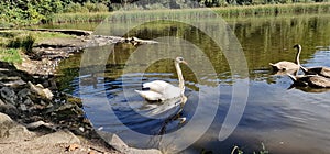 The mute swan is a species of swan and a member of the waterfowl family Anatidae