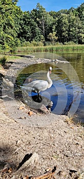 The mute swan is a species of swan and a member of the waterfowl family Anatidae