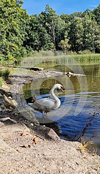 The mute swan is a species of swan and a member of the waterfowl family Anatidae