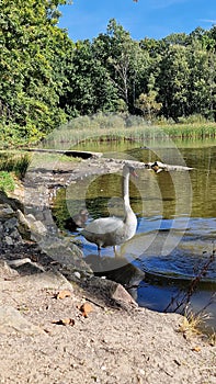 The mute swan is a species of swan and a member of the waterfowl family Anatidae