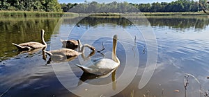 The mute swan is a species of swan and a member of the waterfowl family Anatidae