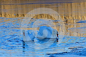 Mute swan in spring in a lake