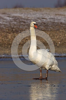 Mute Swan standing on Ice 3.