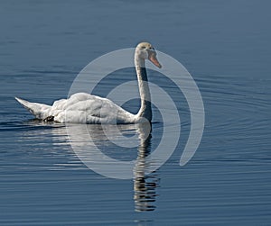 Mute Swan in Sunlight with Reflection