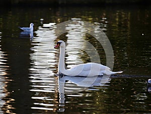 Mute swan in sunlit water