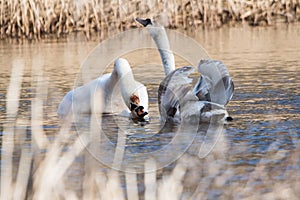 Mute Swan, Swan, Cygnus olor - copulation