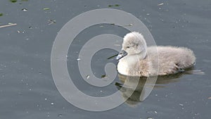 Mute swan swanling swimming